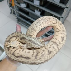 Adult Leopard killer bee mojave adult male PB $2500