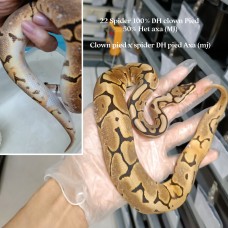 22 Spider DH clown pied 50% het axa (mj) male 2000 hold