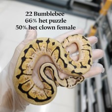 22 bumblebee 66% het puzzle 50% het clown female 2900