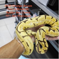 Adult OD Fire YB Spider  Het Clown 50% Het Pied male HK$4500 
