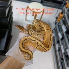 21 OD Pin het pied 50% het clown 0.1 3600