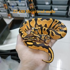 22 Orange dream Gravel/yb male 1200  hold