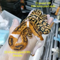 23 clown pied F 21k, past od dh cln pied M 2.5k pair 22K