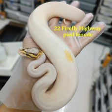 22 firefly highwaypied female 12000