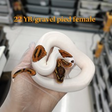 22 YB/ gravel pied female 3600 Hold
