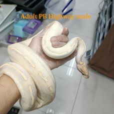 Adult PB highway male 3990