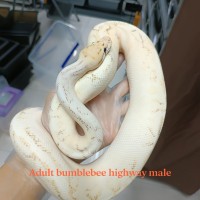 Adult Bumblebee highway male 5000