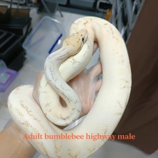 Adult Bumblebee highway male 5000