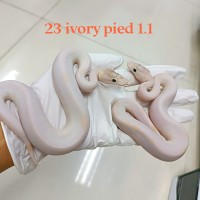 23 ivory pied 1.1 3000/4000