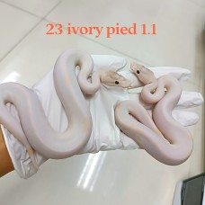 23 ivory pied 1.1 3000/4000