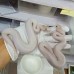 23 ivory pied 1.1 3000/4000