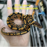 23 Yb/Gravel 50% Clown pied male 600