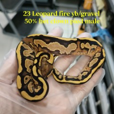 23 leopard fire yb/gravel 50% het clown pied male 2000