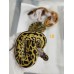 26 pastel OD clown pied x od leo sn  het pied 66 h clown
