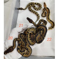 26 Leo yb dg crypton x Dh dg clown 