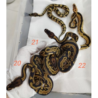 26 Leo yb dg crypton x Dh dg clown 