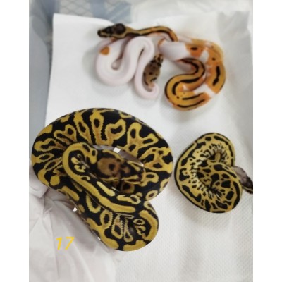 26 pastel OD clown pied x od leo sn  het pied 66 h clown