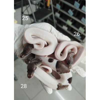 26 Super nyala pied x mahogany pewter pied 26 Super nyala pied x mahogany pewter pied