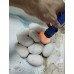 26 GHI hgw pastel x black head axa vpi
