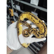End of season 25 od enchi pastel pied female $1200
