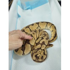 Adult OD enchi pastel female PB $1000