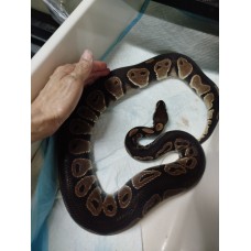 Adult Chocolate het clown male $1000 PB