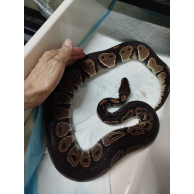 Adult Chocolate het clown male $1000 PB