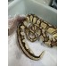 End of season Adult OD firefly female PB $1000 2kg