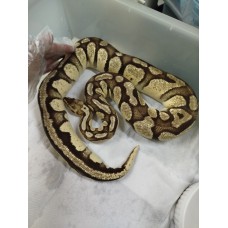 End of season Adult OD firefly female PB $1000 2kg End of season Adult OD firefly female PB $1000 2kg