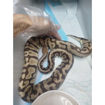 End pf season hgw pastel het clown female 1380g $1500