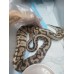 End pf season hgw pastel het clown female 1380g $1500