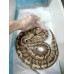 End of season Adult GHI hgw pastel female PB  $1200