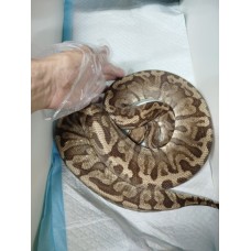 End of season Adult GHI hgw pastel female PB $1200 End of season Adult GHI hgw pastel female PB $1200