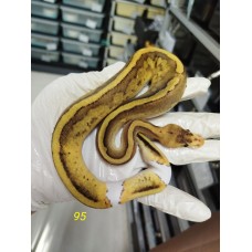 End of season 25 OD leopard  enchi champagne het pied male $1700