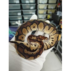 End of season 25 Chocolate clown male $2800 End of season 25 Chocolate clown male $2800