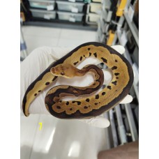 End of season 25 Bongo leopard clown 50% het Hypo male $2800 End of season 25 Bongo leopard clown 50% het Hypo male $2800