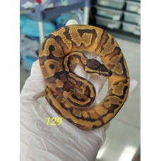 End of season 25 Enchi pied ph caramel female $1400 End of season 25 Enchi pied ph caramel female $1400