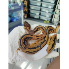 End of season 25 Leopard pied ph caramel female $1700