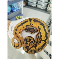 End of season 25 OD leo enchi yb pied ph caramel female $3000