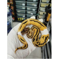 End of season 25 Od leopard enchi pastel pied male $2300 female $2800