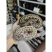 End of season 25 leo sn pastel dh dg clown 1.0 leo sn pastel dh dg clown 1.0 