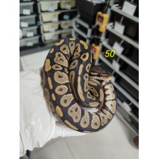 End of season 25 Black head hypo male $1700 End of season 25 Black head hypo male $1700