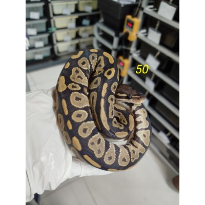End of season 25 Black head hypo male $1700