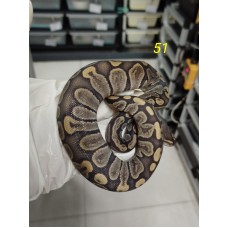 End of season 25 GHI (BH) hypo male $1700