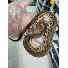 End of season 25 Chocolate Cinnamon clown male $4200 End of season 25 Chocolate Cinnamon clown male $4200