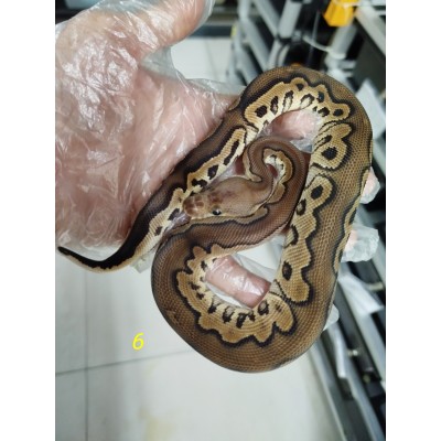 End of season 25 Chocolate Cinnamon clown male $4200