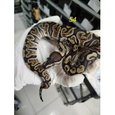 End of season 25 GHI hurricane het clown male $2000