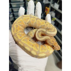 25 Banana sn (rs) gravel het clown 公male $3300 fm