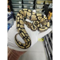 25 Dg het hypo female 2500
