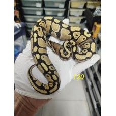 25 Dg het hypo female 2500
